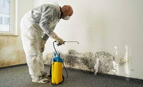 Why You Should Choose Our Mold Remediation Services in Belpre, OH